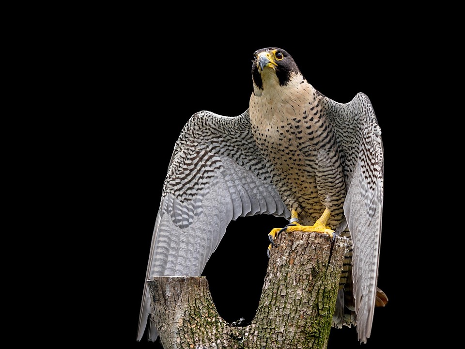Hewan Liar Alap Kawah Falcon Foto Gratis Di Pixabay