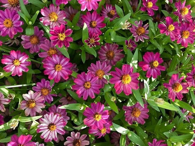 Free Flowers Pink photo and picture