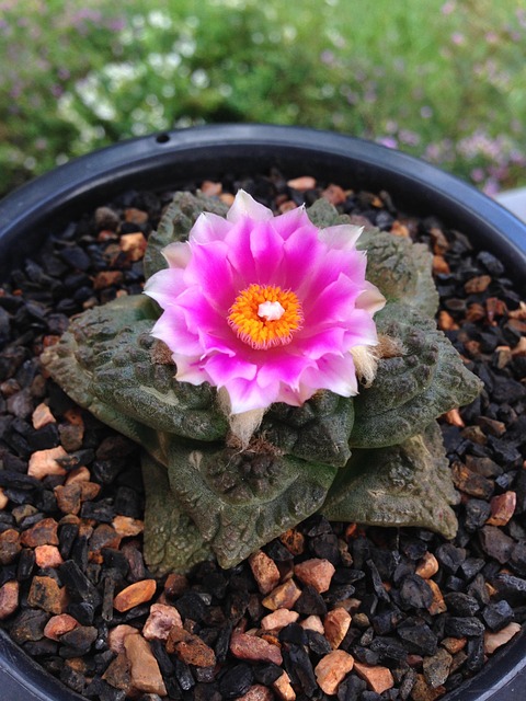 Free Cactus Bloom photo and picture