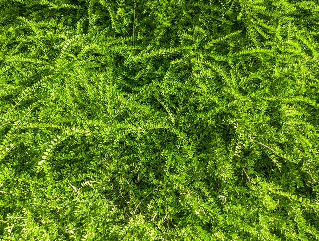 Plantar, Grama, Textura, Verde, Natureza