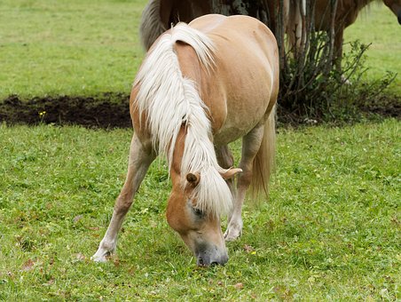 Free Horse Horses photo and picture