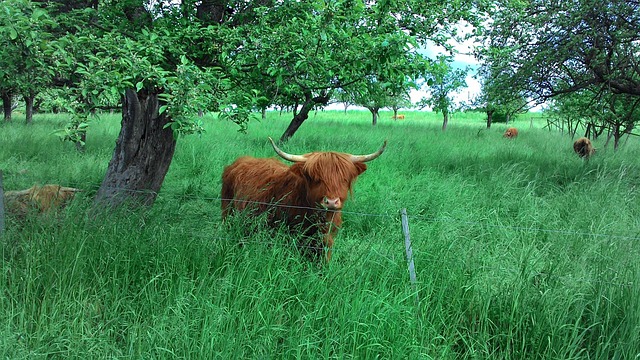 Cow Animals Nature - Free photo on Pixabay - Pixabay