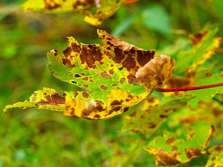Free Dead Leaves Colors photo and picture