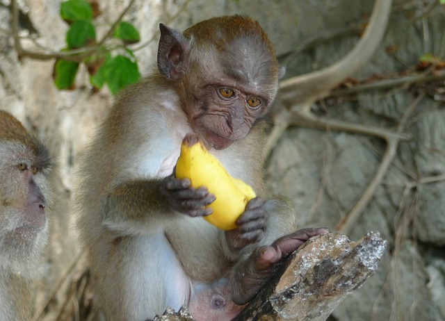 Free Ape Banana photo and picture