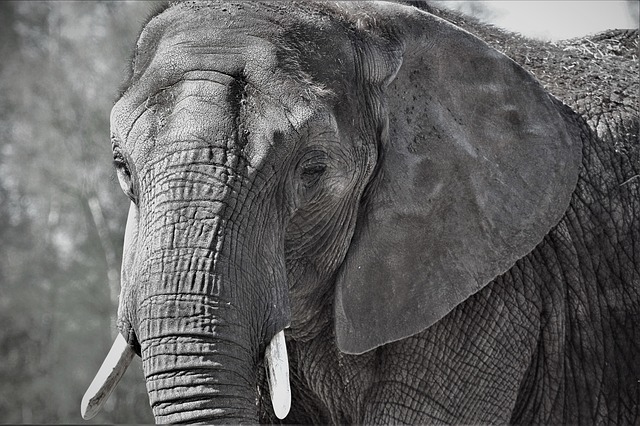 Free Elephant Africa photo and picture