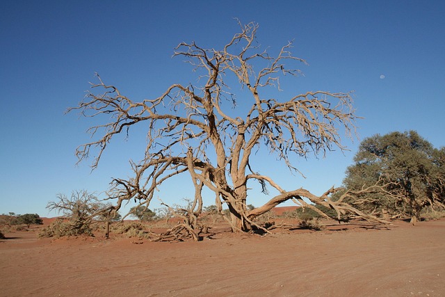 Free Tree Namibia photo and picture