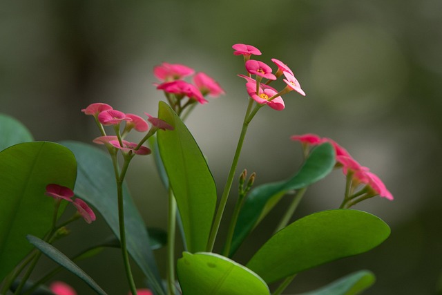 Blomst, Kvetinka, Blomst Baggrund, Natur