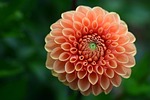 dahlia, salmon, flower garden