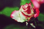 rose, flower, summer