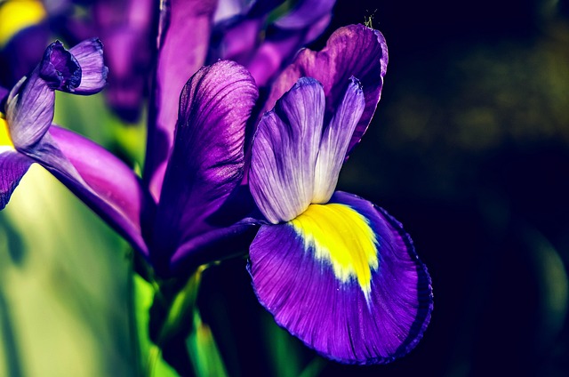 Free Flower Yellow photo and picture