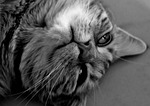 cat, adorned, animal