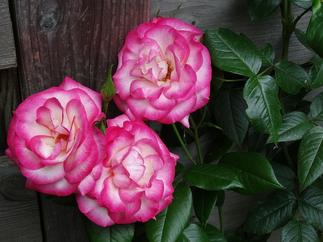 Free Roses Garden photo and picture