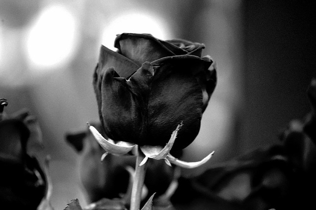 Flor, Rosa, Rosa Flores, Cerrar