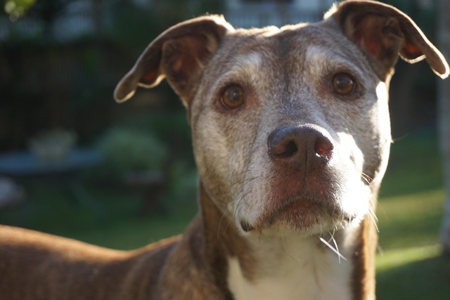 Free Pit Bull Senior Dog photo and picture