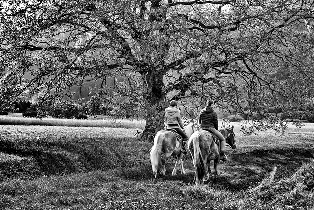 Free Two Tree photo and picture