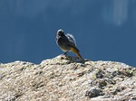 bird, rock, wind