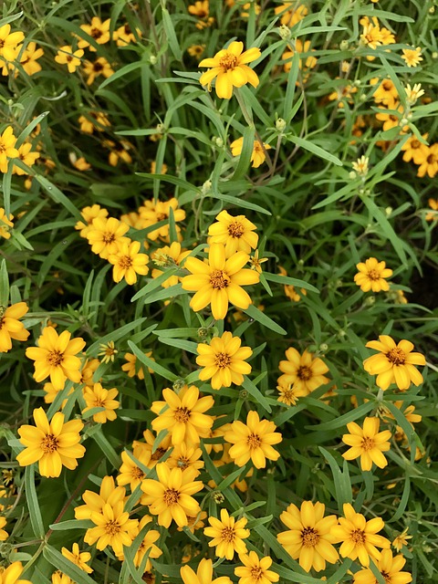 Free Flowers Yellow photo and picture