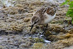 animal, waterside, grass