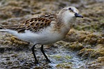 animal, waterside, grass