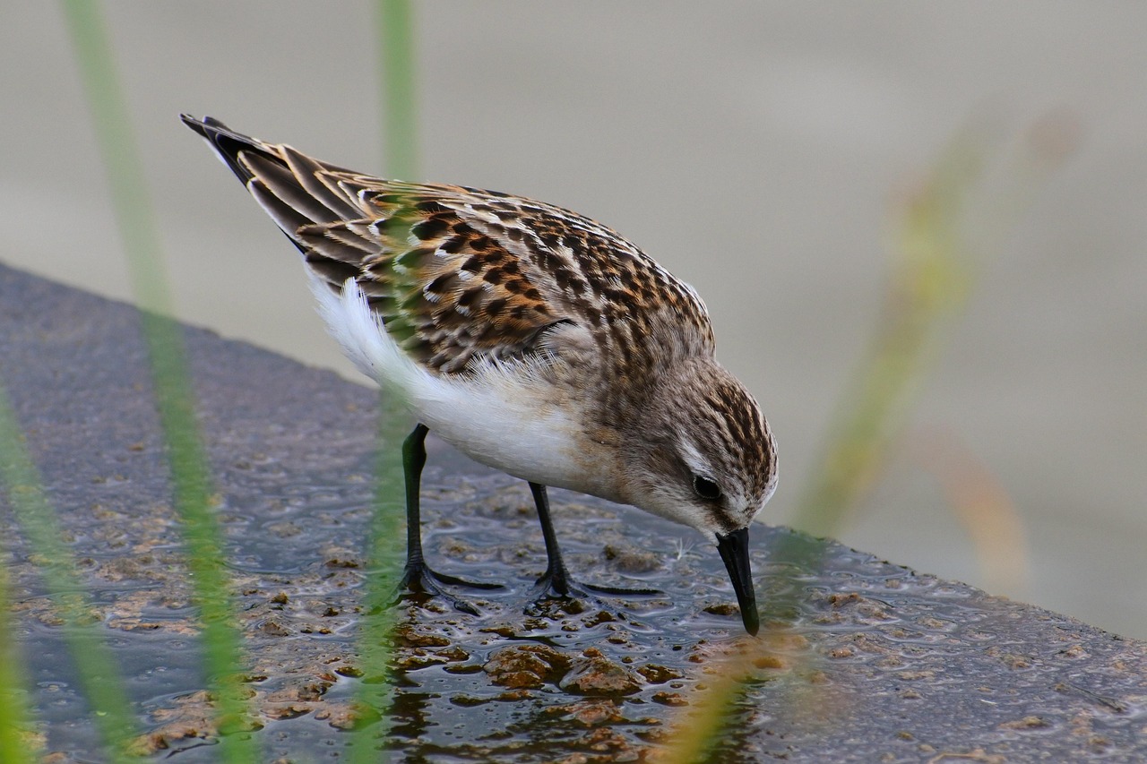 Animal Río Waterside - Foto gratis en Pixabay - Pixabay