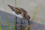 animal, river, waterside
