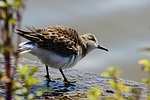 animal, river, waterside