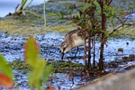 animal, river, waterside