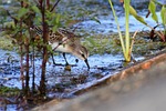 animal, river, waterside