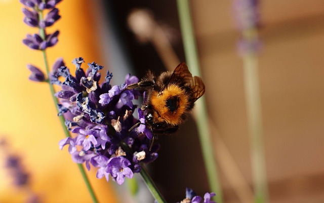 Panzer, Blume, Blumen Hintergrund