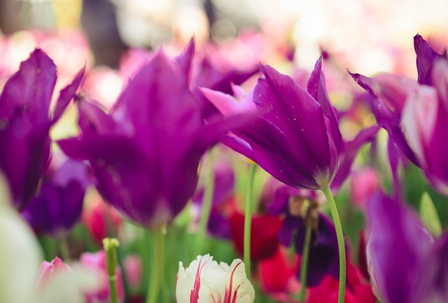 Free Flower Two Piece photo and picture
