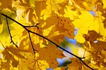 autumn, beauty, paint