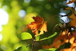 autumn, beauty, paint