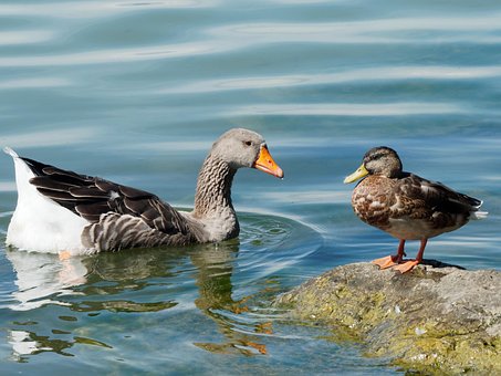 Free Anatidae Geese photo and picture