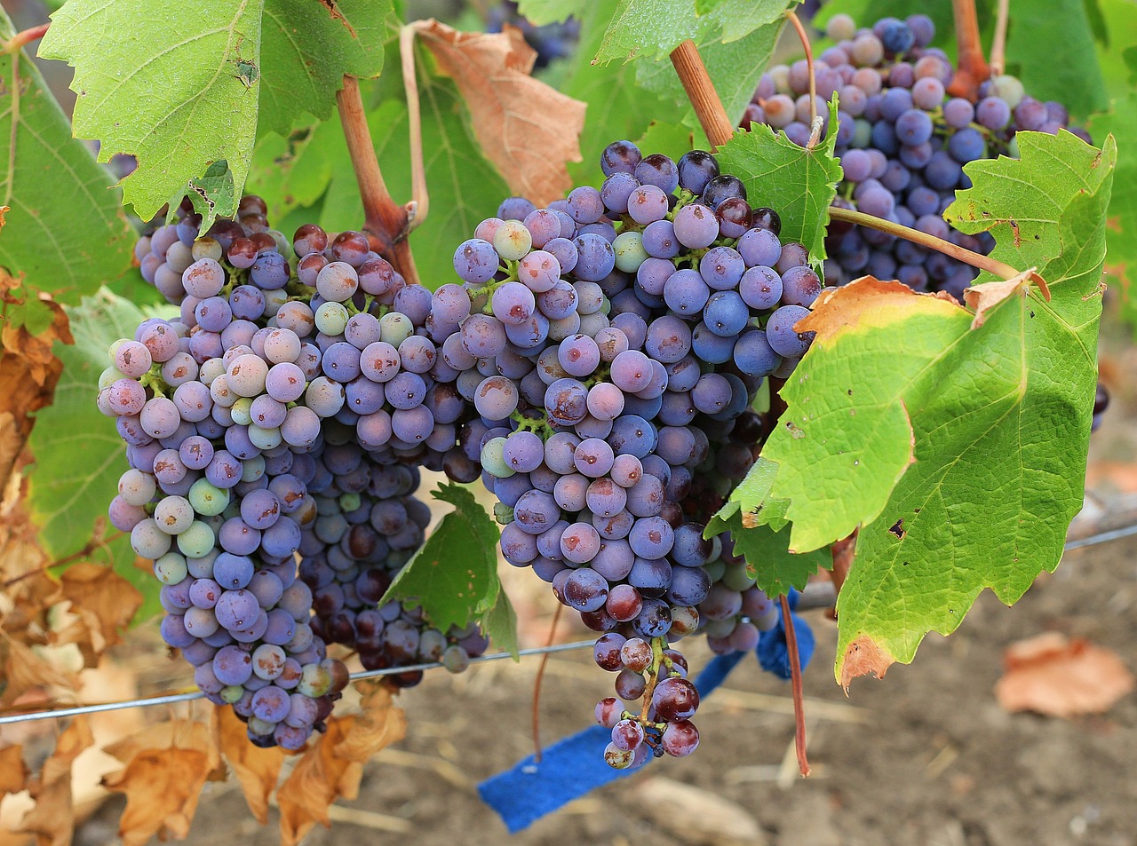 Grape Ripeness Grape Ripe Sweet - Free photo on Pixabay
