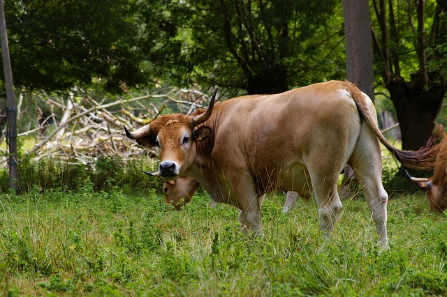Free Cow Maraichine Cow photo and picture