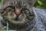cat, pets, animal