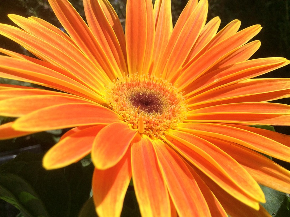 Flower Open Spread Free photo on Pixabay Pixabay