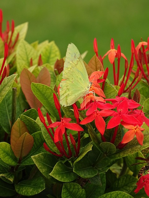 Free Butterfly Flower photo and picture