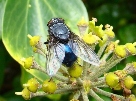 Free Fly Bluebottle photo and picture