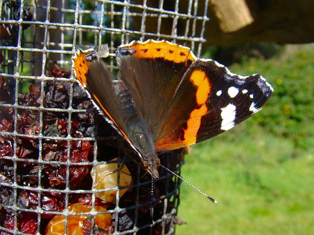 Free Butterfly Garden photo and picture