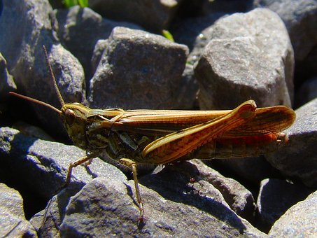 Free Grasshopper Insect photo and picture