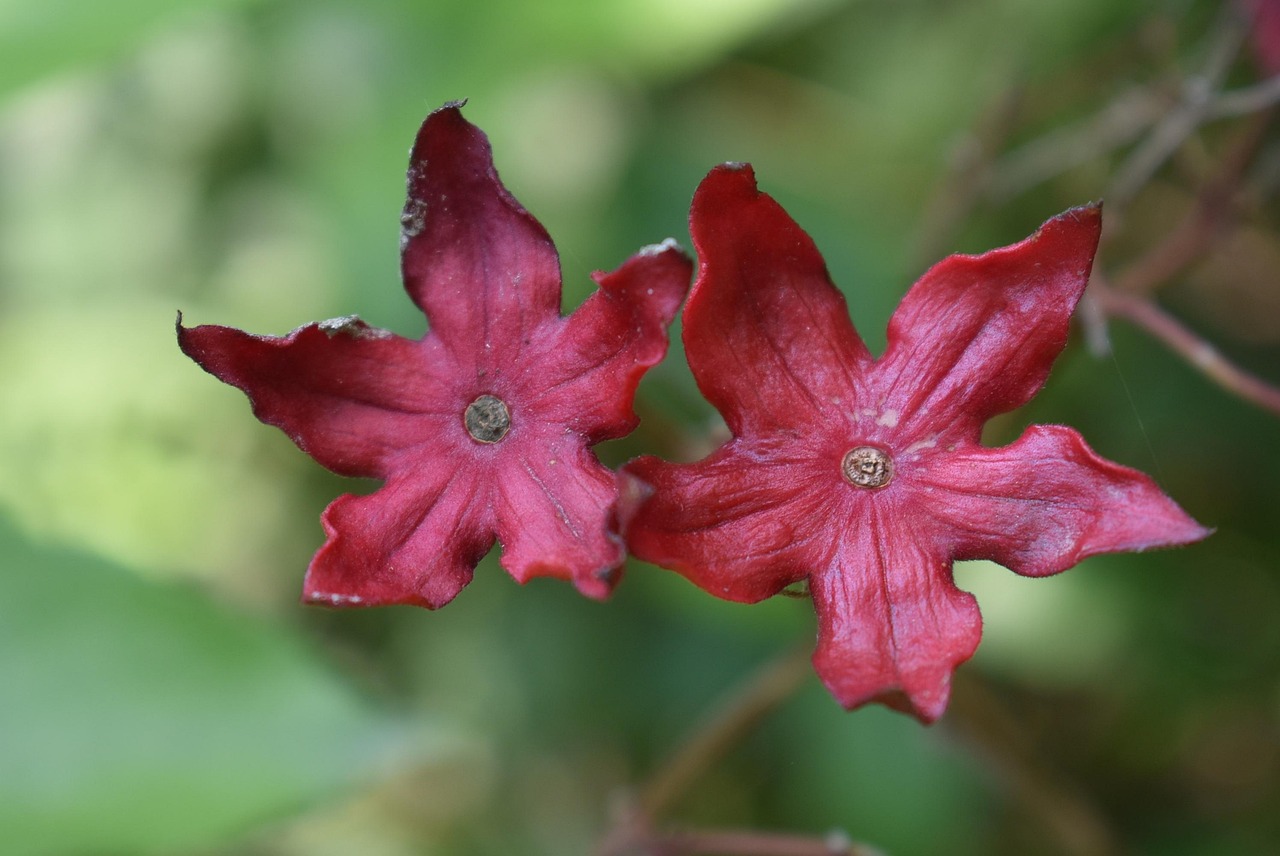 夏天有什么花是红的 flower-summer-2750580_1280.jpg