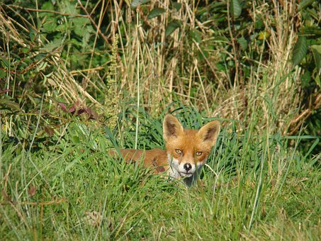 Free Fox Garden photo and picture