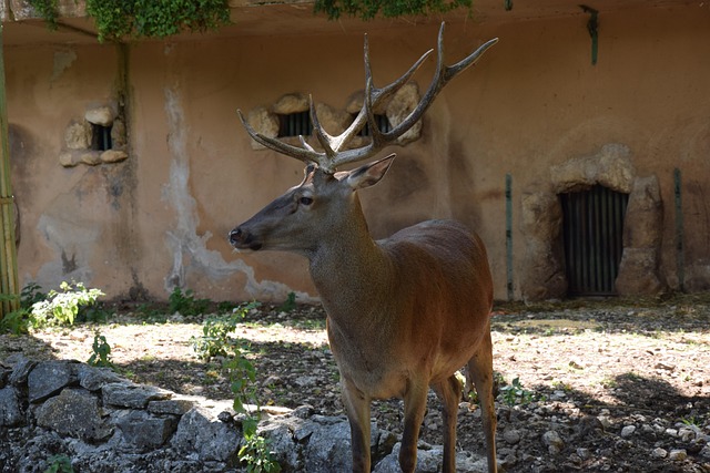 Free Deer Animal photo and picture