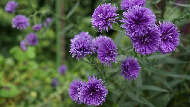 Floare Mov, Tapet Full Hd, Flori Fundal