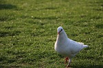 pigeon, grassland, green