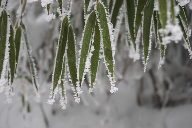 Free Bamboo Snow photo and picture