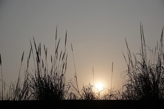 Free Sunset Reed photo and picture