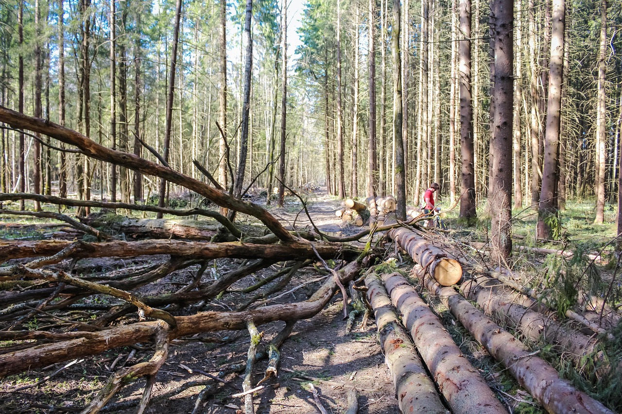 Blockage Trees Dirt The - Free photo on Pixabay - Pixabay