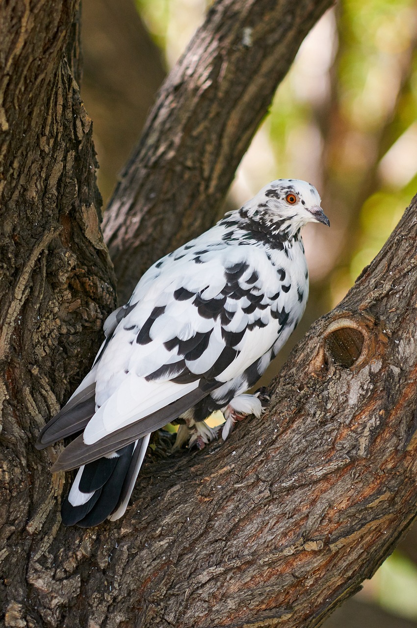 Paloma Pájaro Raza Emplumada - Foto gratis en Pixabay - Pixabay